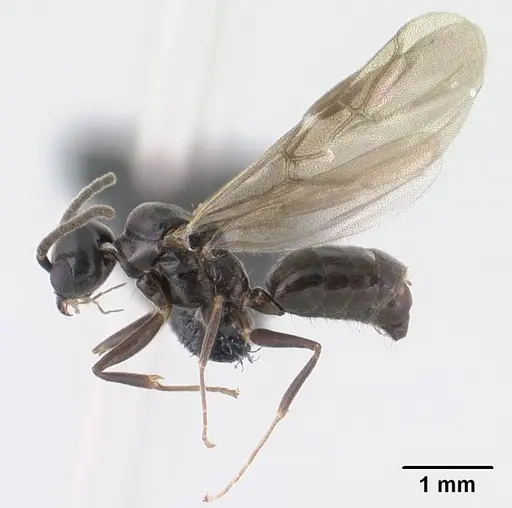 Technomyrmex difficilis - CASENT0143675