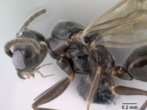 Technomyrmex difficilis - CASENT0143675