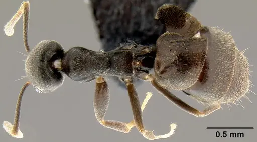 Technomyrmex difficilis - CASENT0171131