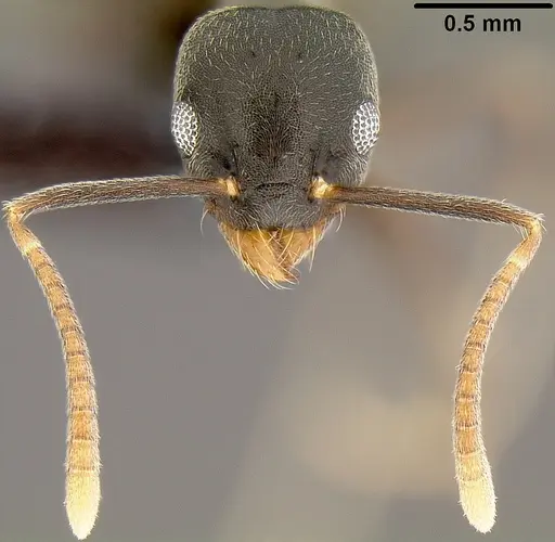 Technomyrmex difficilis - CASENT0171131