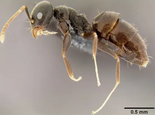 Technomyrmex difficilis - CASENT0171131