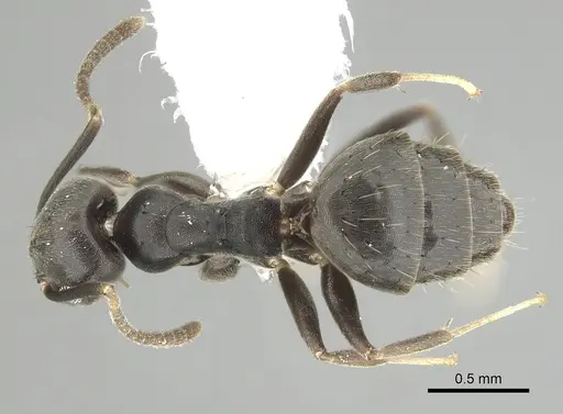 Technomyrmex difficilis - CASENT0249781