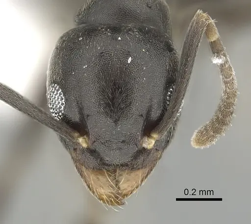 Technomyrmex difficilis - CASENT0249781