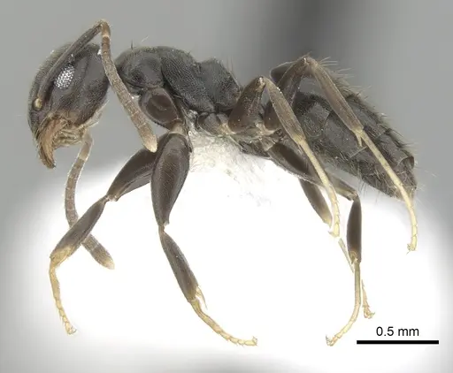 Technomyrmex difficilis - CASENT0249781