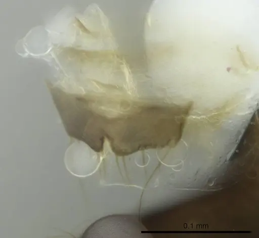 Technomyrmex difficilis - CASENT0345020