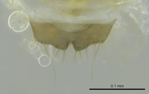 Technomyrmex difficilis - CASENT0345022