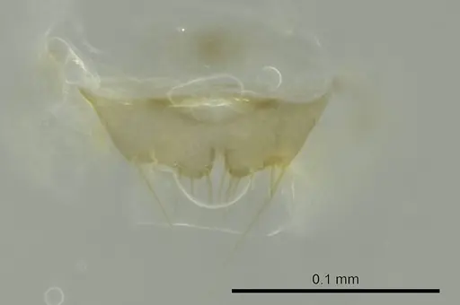 Technomyrmex difficilis - CASENT0345023