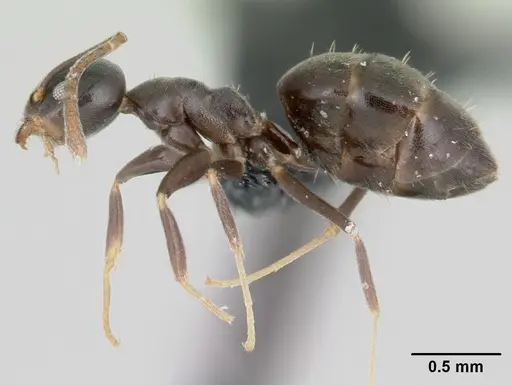 Technomyrmex difficilis - CASENT0419034