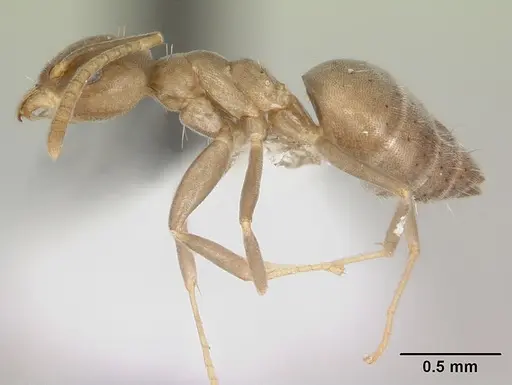 Technomyrmex difficilis - CASENT0419194