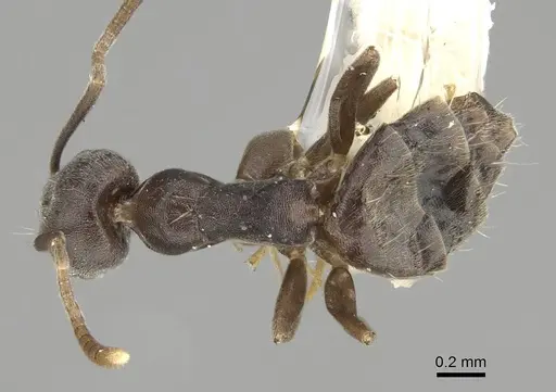 Technomyrmex difficilis - CASENT0919863