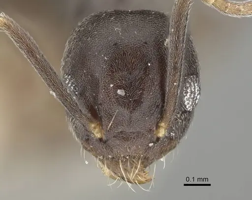 Technomyrmex difficilis - CASENT0919863