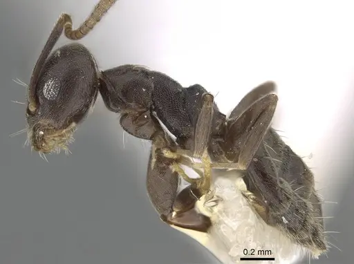 Technomyrmex difficilis - CASENT0919863