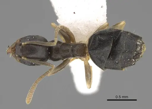 Technomyrmex difficilis - CASENT0922887