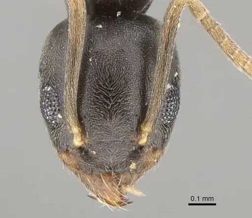 Technomyrmex difficilis - CASENT0922887