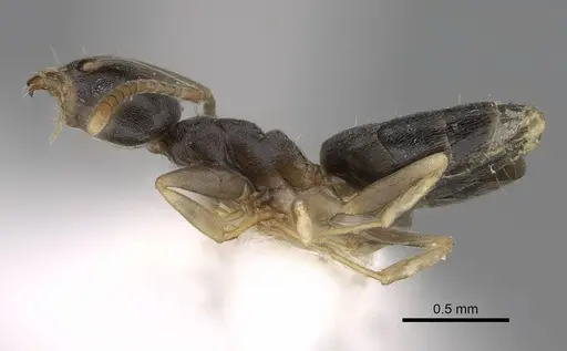 Technomyrmex difficilis - CASENT0922887