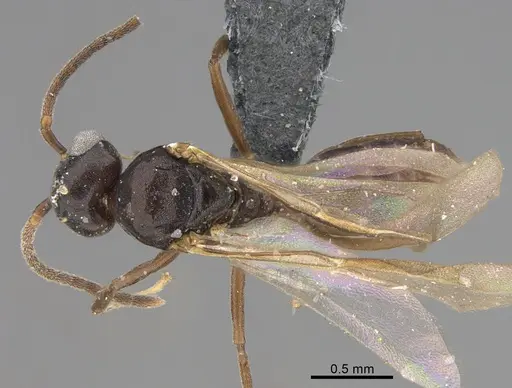 Technomyrmex difficilis - CASENT4025045