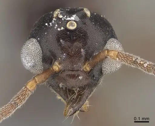 Technomyrmex difficilis - CASENT4025045