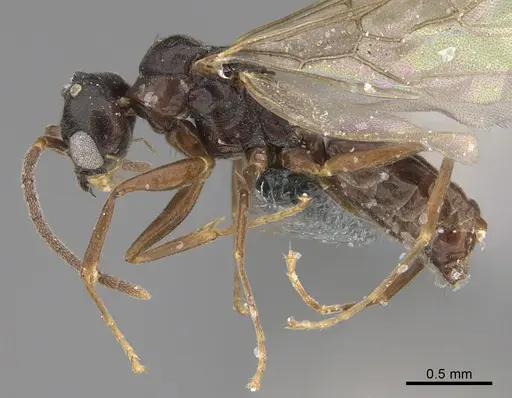 Technomyrmex difficilis - CASENT4025045