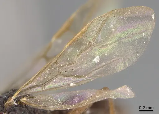 Technomyrmex difficilis - CASENT4025045