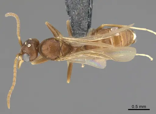 Technomyrmex difficilis - CASENT4025461