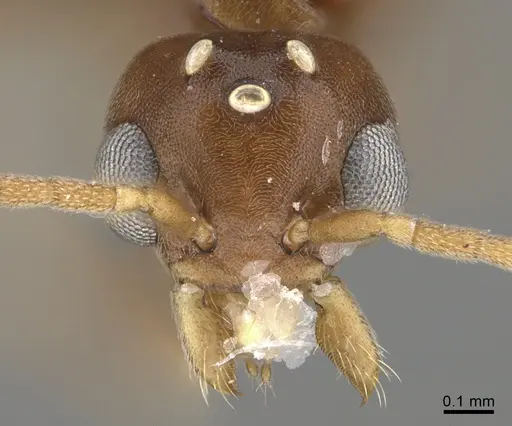 Technomyrmex difficilis - CASENT4025461