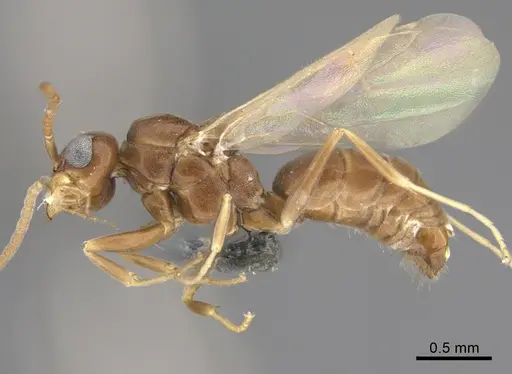 Technomyrmex difficilis - CASENT4025461