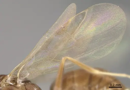 Technomyrmex difficilis - CASENT4025461