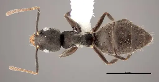 Technomyrmex difficilis - FMNHINS0000078517