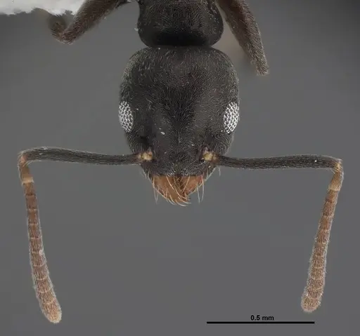 Technomyrmex difficilis - FMNHINS0000078517