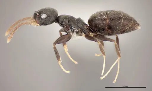 Technomyrmex difficilis - FMNHINS0000078517