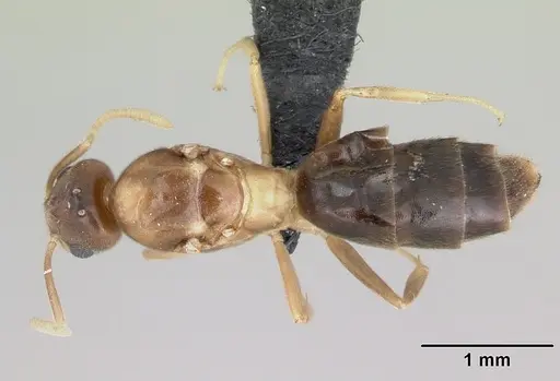 Technomyrmex docens specimen
