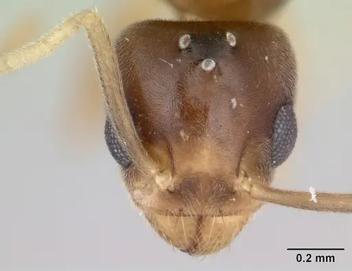 Technomyrmex docens specimen