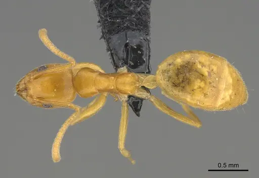 Technomyrmex docens - CASENT0236083