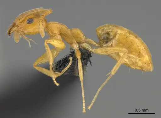 Technomyrmex docens - CASENT0236083