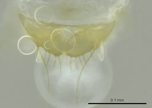 Technomyrmex docens - CASENT0345027