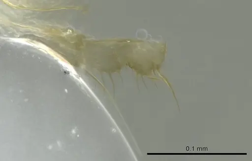 Technomyrmex docens - CASENT0345028