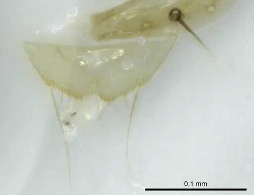 Technomyrmex docens - CASENT0345029