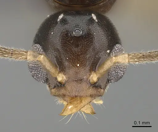 Technomyrmex docens - CASENT0369671