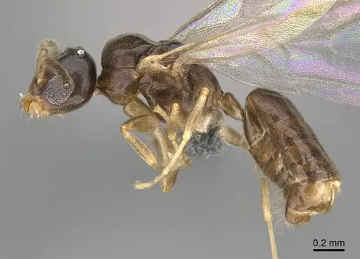 Technomyrmex docens - CASENT0369671