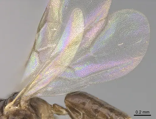 Technomyrmex docens - CASENT0369671