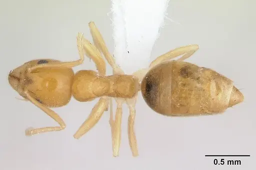 Technomyrmex docens - CASENT0435450