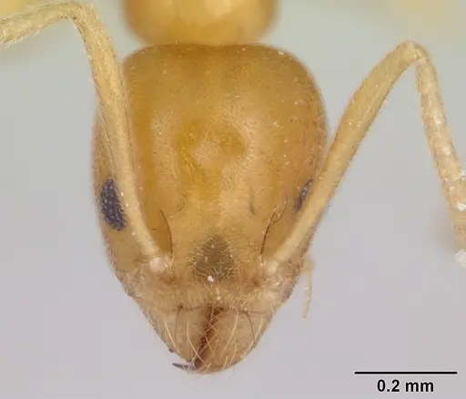 Technomyrmex docens - CASENT0435450