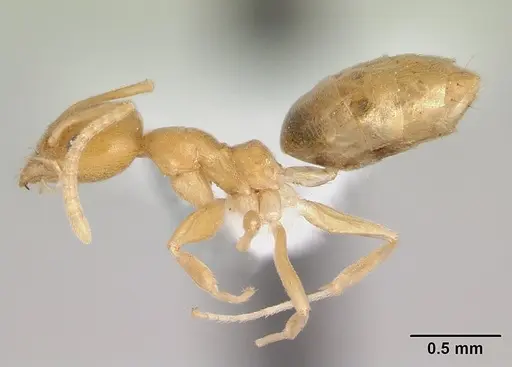 Technomyrmex docens - CASENT0435450