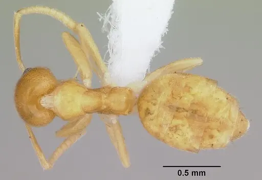 Technomyrmex docens - CASENT0439766