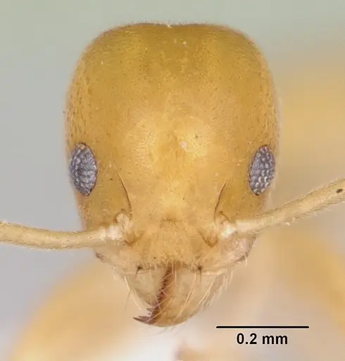 Technomyrmex docens - CASENT0439766