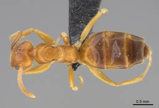 Technomyrmex docens - CASENT0923776