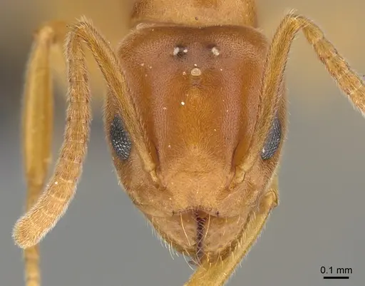 Technomyrmex docens - CASENT0923776