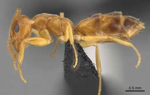 Technomyrmex docens - CASENT0923776