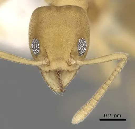Technomyrmex dubius specimen