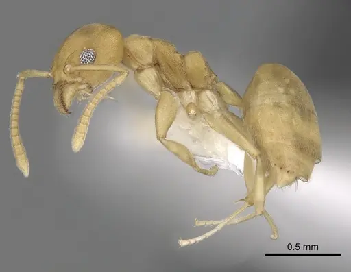 Technomyrmex dubius specimen